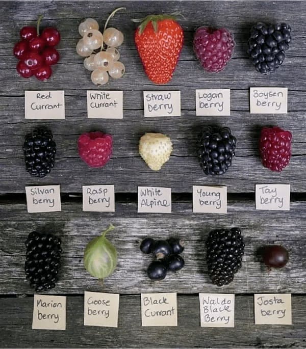 food chart Red Currant Silvan berry Marian berry White currant straw berry Rasp Derry White Alpine Goose berry Black Currant Logan berry Young, berry Waldo Black Bery Boysen berry Tay berry