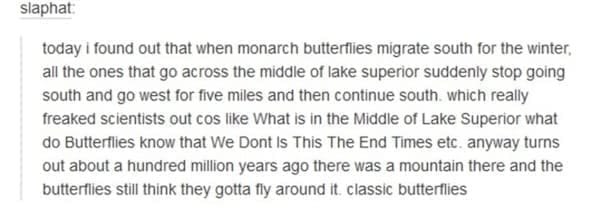animal memes today i found out that when monarch butterflies migrate south for the winter, all the ones that go across the middle of lake superior suddenly stop going south and go west for five miles and then continue south. which really freaked scientists out cos like What is in the Middle of Lake Superior what do Butterflies know that We Dont Is This The End Times etc. anyway turns out about a hundred million years ago there was a mountain there and the butterflies still think they gotta fly around it. classic butterflies