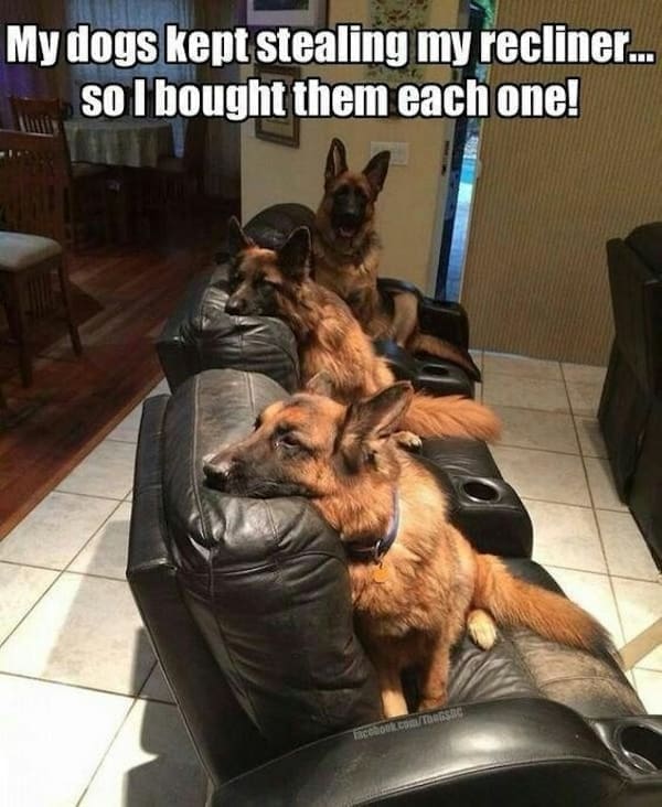 animal memes My dogs kept stealing my recliner... so 1 bought them each one!