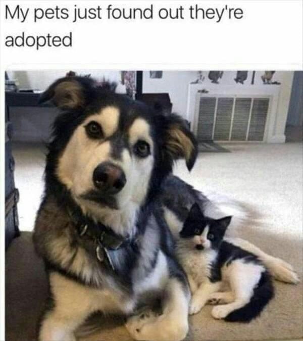 animal memes My pets just found out they're adopted