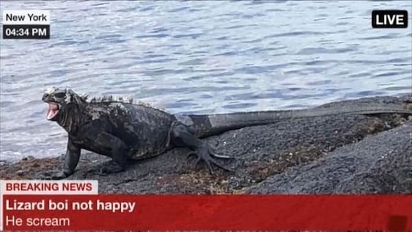 animal memes BREAKING NEWS Lizard boi not happy He scream