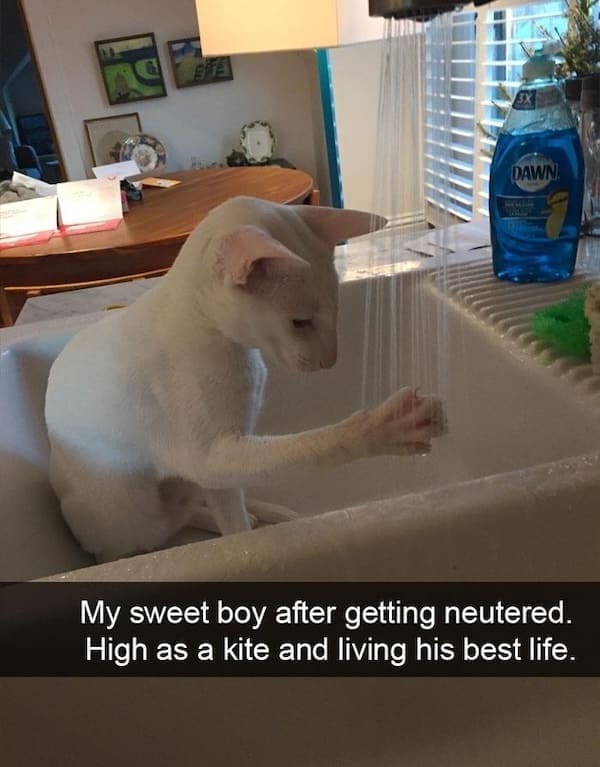 animal memes My sweet boy after getting neutered. High as a kite and living his best life.
