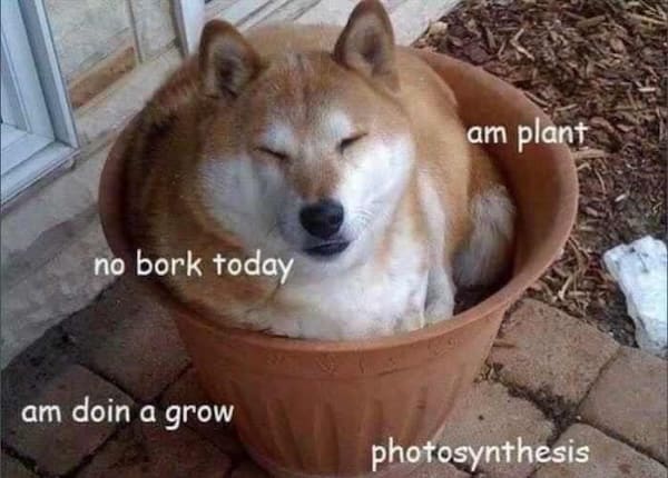animal memes am plant no bork today am doin a grow photosynthesis