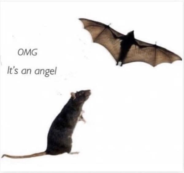 animal memes OMG It's an angel