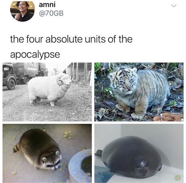 animal memes the four absolute units of the apocalypse