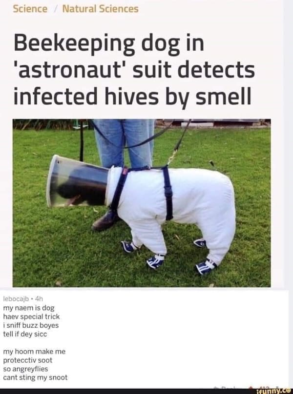 animal memes Beekeeping dog in 'astronaut' suit detects infected hives by smell lebocaib • 4h my naem is dog haev special trick i sniff buzz boyes tell if dey sicc my hoom make me protecctiv soot so angreyflies cant sting my snoot
