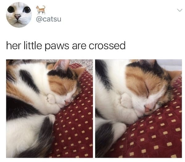 animal memes her little paws are crossed