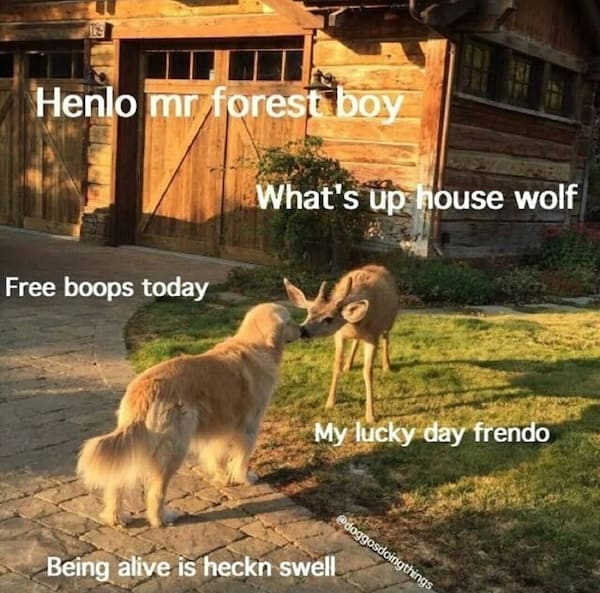 animal memes Henlo mr forest boy What's up house wolf Free boops today My lucky day frendo @doggosdoingthings Being alive is heckn swell