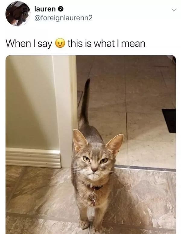 animal memes When I say this is what I mean