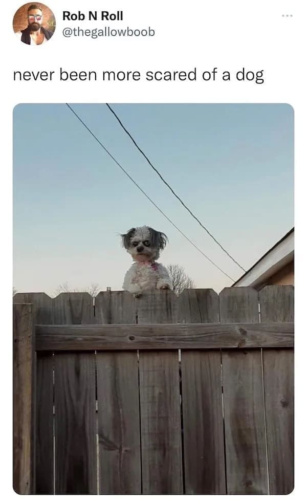 funny memes never been more scared of a dog