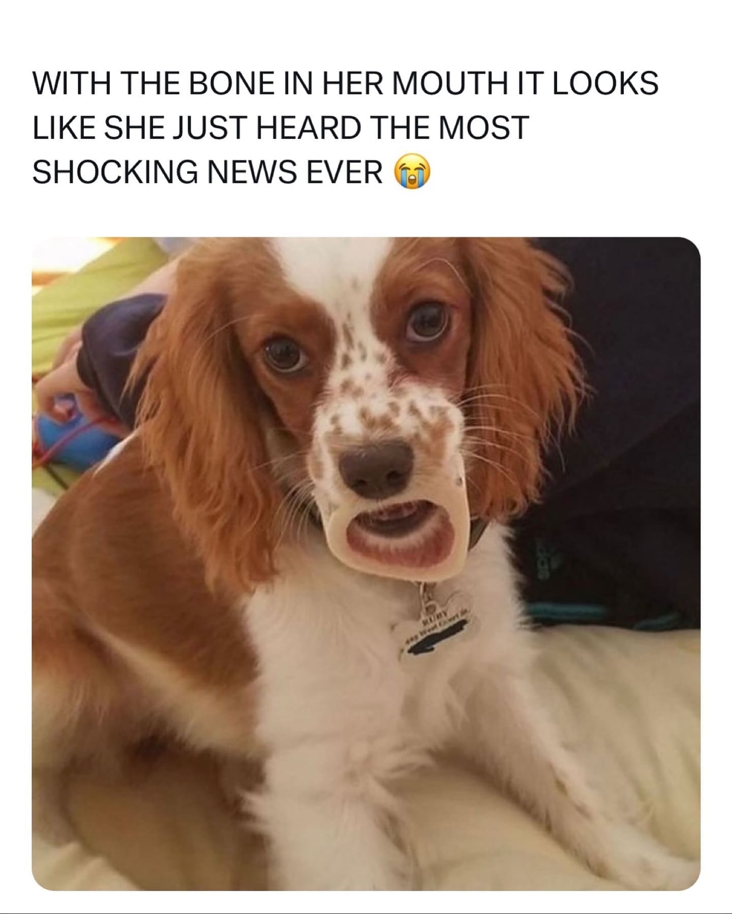 funny memes nightly WITH THE BONE IN HER MOUTH IT LOOKS LIKE SHE JUST HEARD THE MOST SHOCKING NEWS EVER