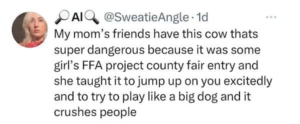 funny pictures My mom's friends have this cow thats super dangerous because it was some girl's FFA project county fair entry and she taught it to jump up on you excitedly and to try to play like a big dog and it crushes people