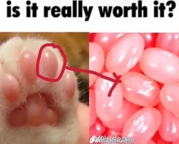 funny pictures is it really worth it? toe beans