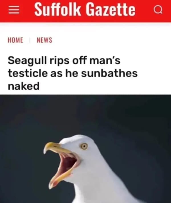 Hold Up Memes Seagull rips off man's test as he sunbathes naked