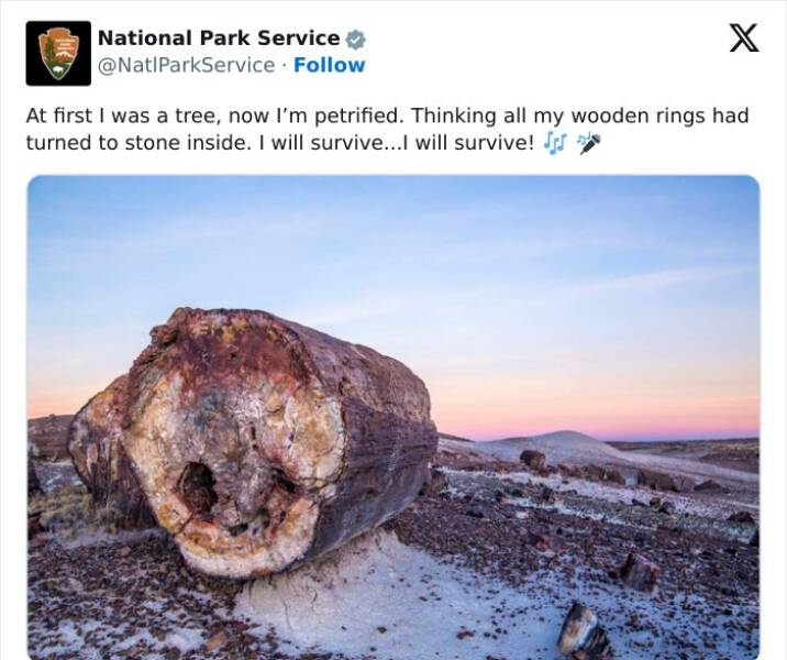 national park service tweets At first I was a tree, now I'm petrified. Thinking all my wooden rings had turned to stone inside. I will survive...I will survive!