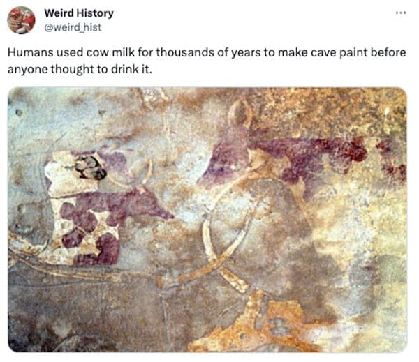 weird history facts Humans used cow milk for thousands of years to make cave paint before anyone thought to drink it.