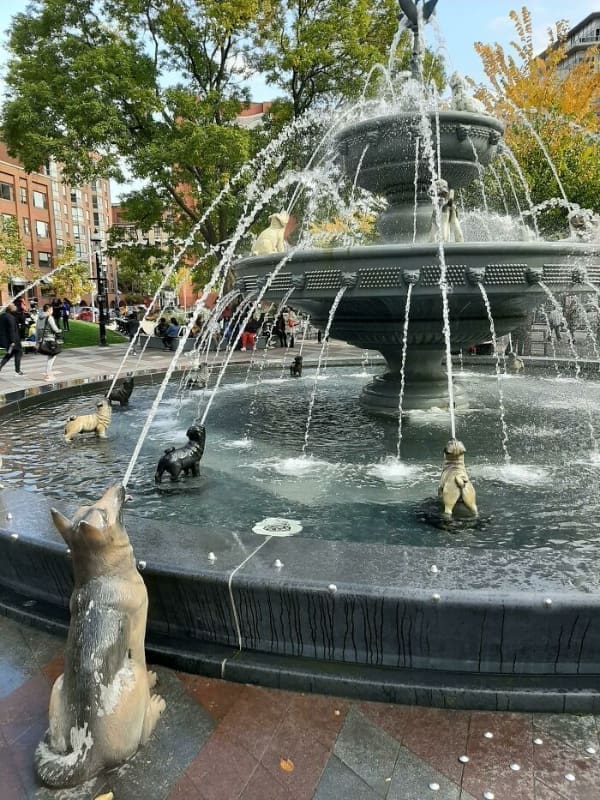 Clever Designs dog fountain for dogs