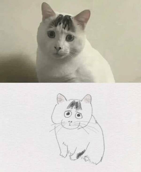 depressing memes cat with bangs