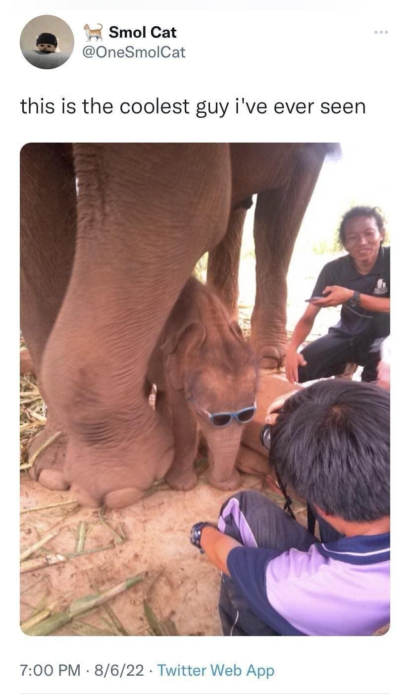 funny memes this is the coolest guy i've ever seen elephant with sunglasses