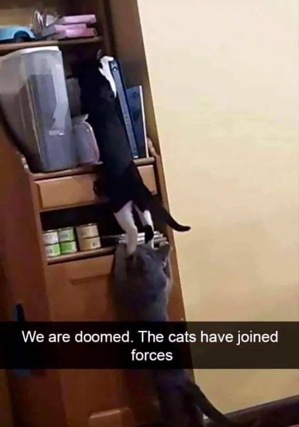 funny memes We are doomed. The cats have joined forces