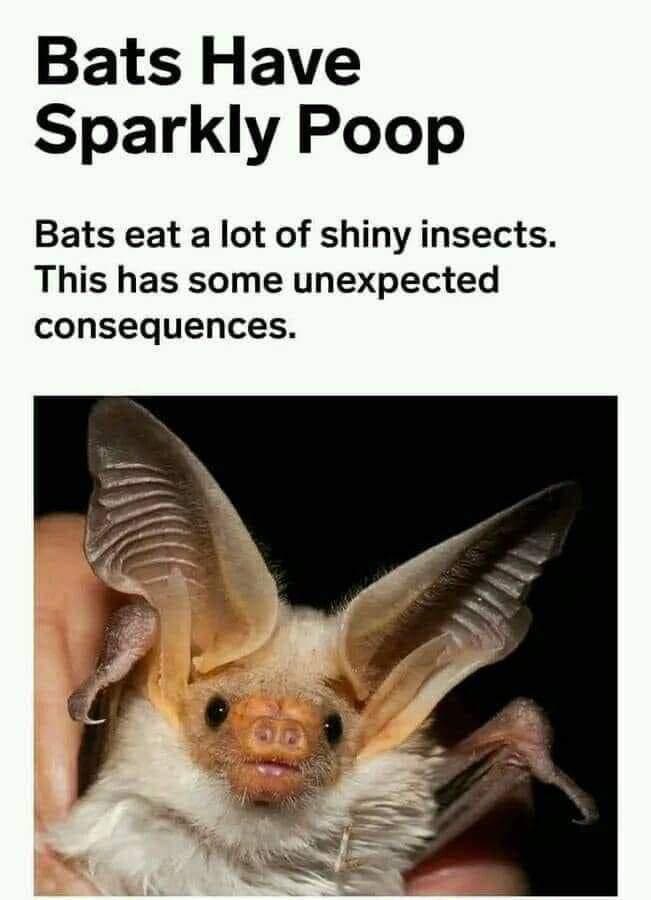 funny memes Bats Have Sparkly Poop Bats eat a lot of shiny insects. This has some unexpected consequences.