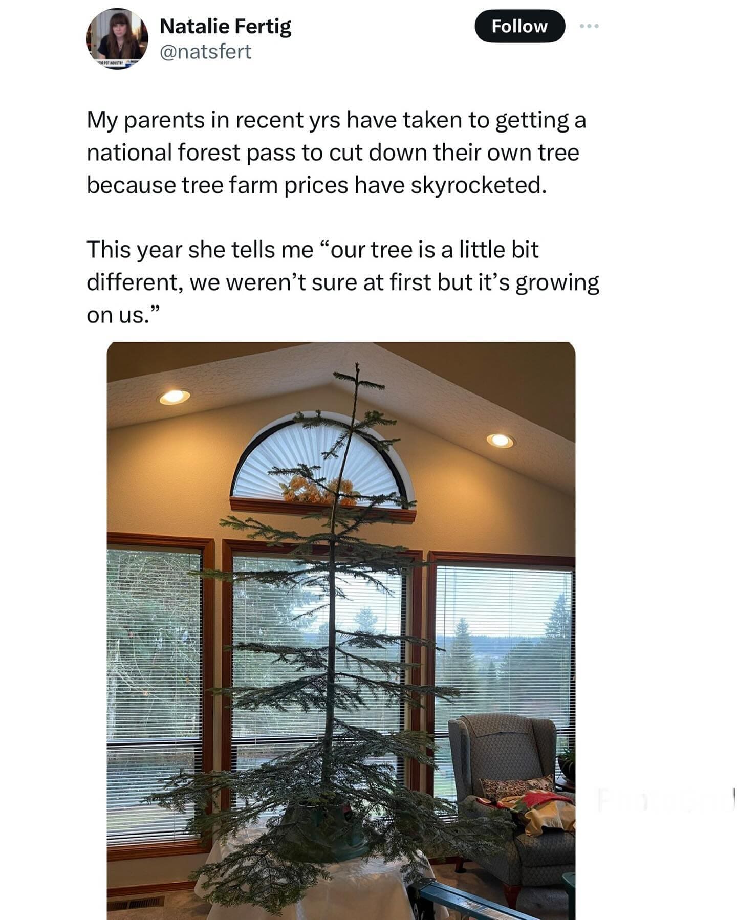 funny memes My parents in recent yrs have taken to getting a national forest pass to cut down their own tree because tree farm prices have skyrocketed. This year she tells me "our tree is a little bit different, we weren't sure at first but it's growing on us."