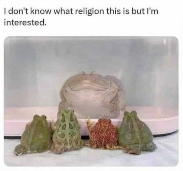 funny pics I don't know what religion this is but I'm interested. frogs