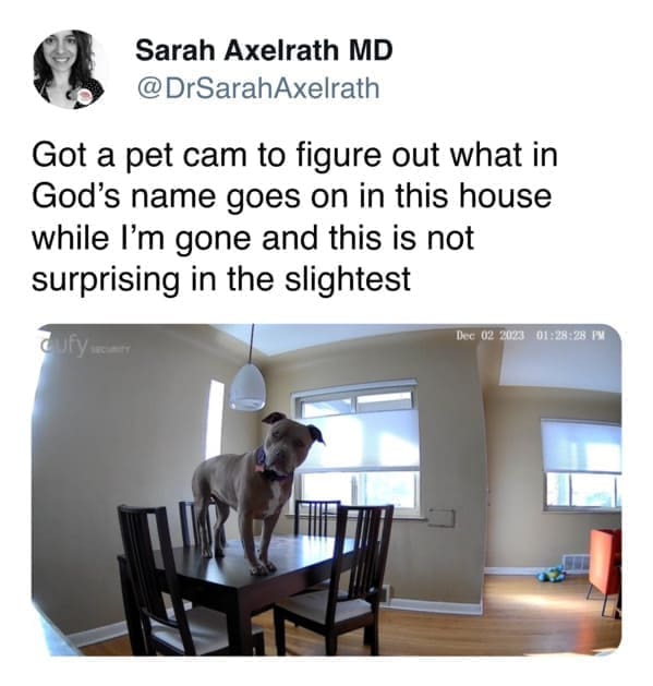 funny pics Got a pet cam to figure out what in God's name goes on in this house while I'm gone and this is not surprising in the slightest