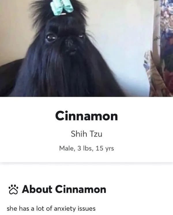 funny pics Cinnamon Shih Tzu Male, 3 Ibs, 15 yrs * About Cinnamon