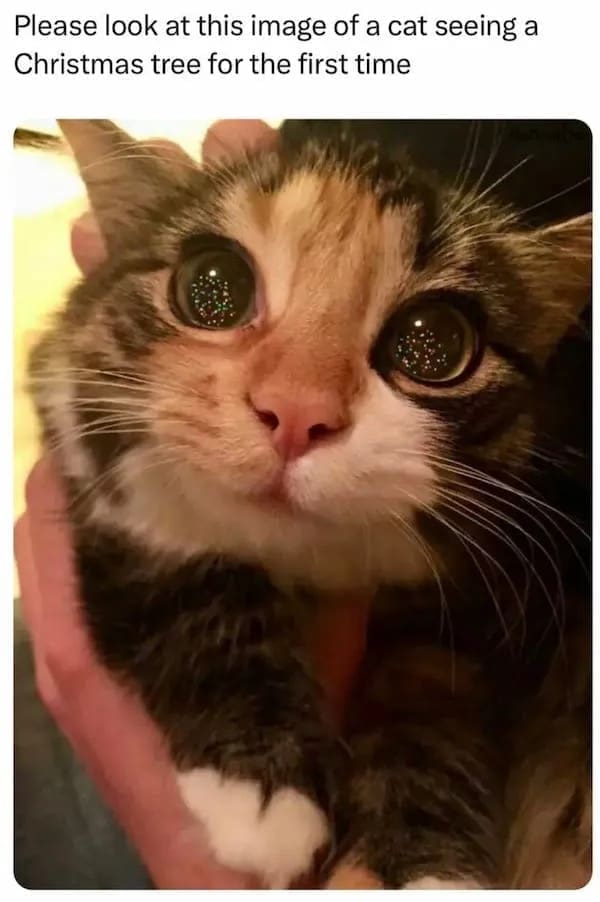 funny pics Please look at this image of a cat seeing a Christmas tree for the first time