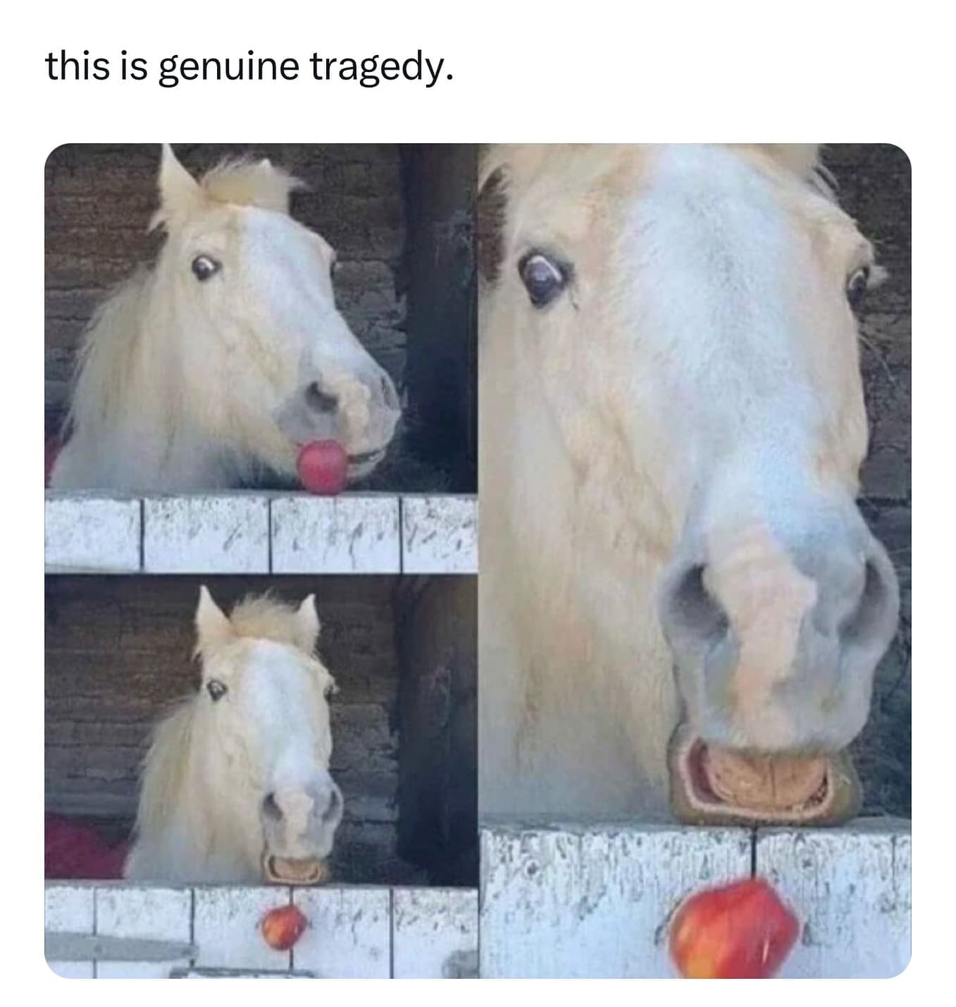 funny pics this is genuine tragedy.