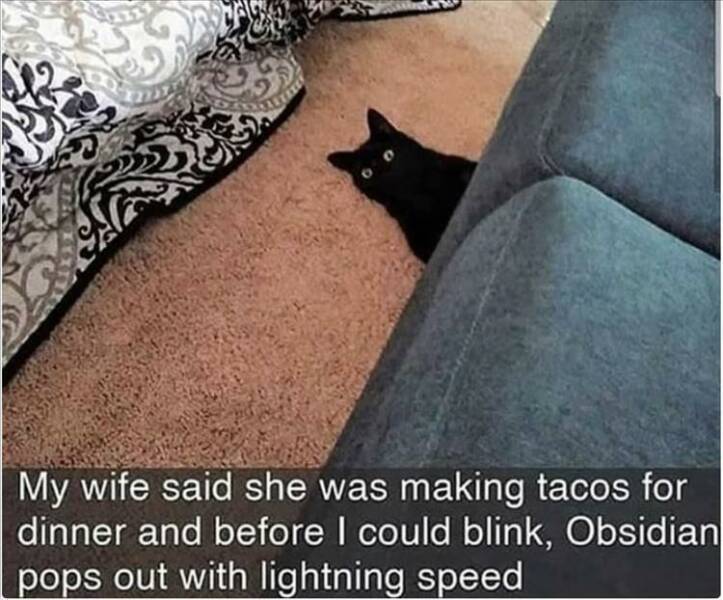 funny pics My wife said she was making tacos for dinner and before I could blink, Obsidian pops out with lightning speed