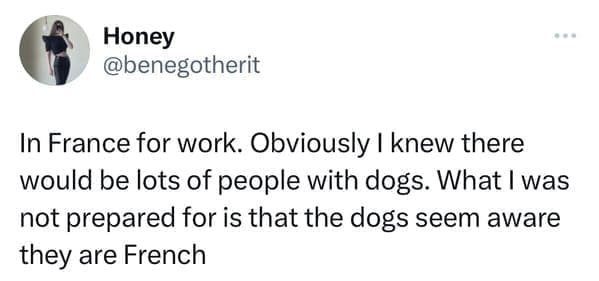 funny tweets In France for work. Obviously I knew there would be lots of people with dogs. What I was not prepared for is that the dogs seem aware they are French