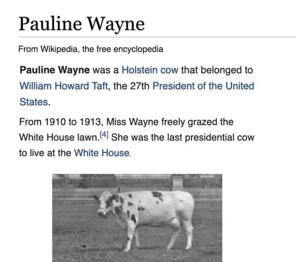 Funny wikipedia edits Pauline Wayne From Wikipedia, the free encyclopedia Pauline Wayne was a Holstein cow that belonged to William Howard Taft, the 27th President of the United States. From 1910 to 1913, Miss Wayne freely grazed the White House lawn. 4 She was the last presidential cow to live at the White House.