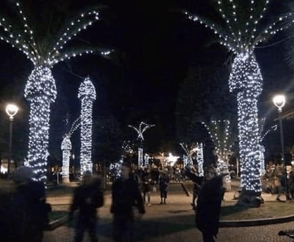 Christmas lights on palm trees