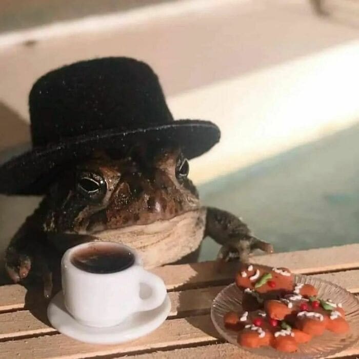 Weird Hats frog with top hat