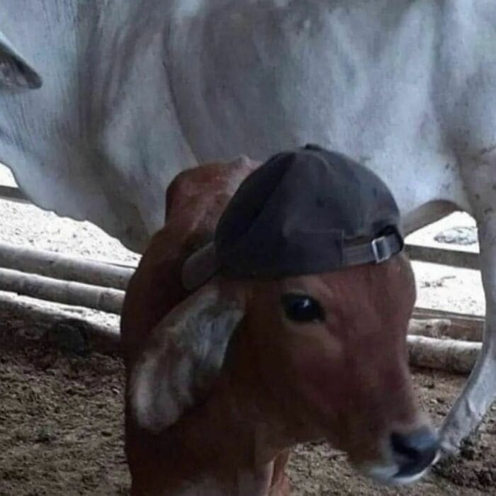 Weird Hats calf with hat
