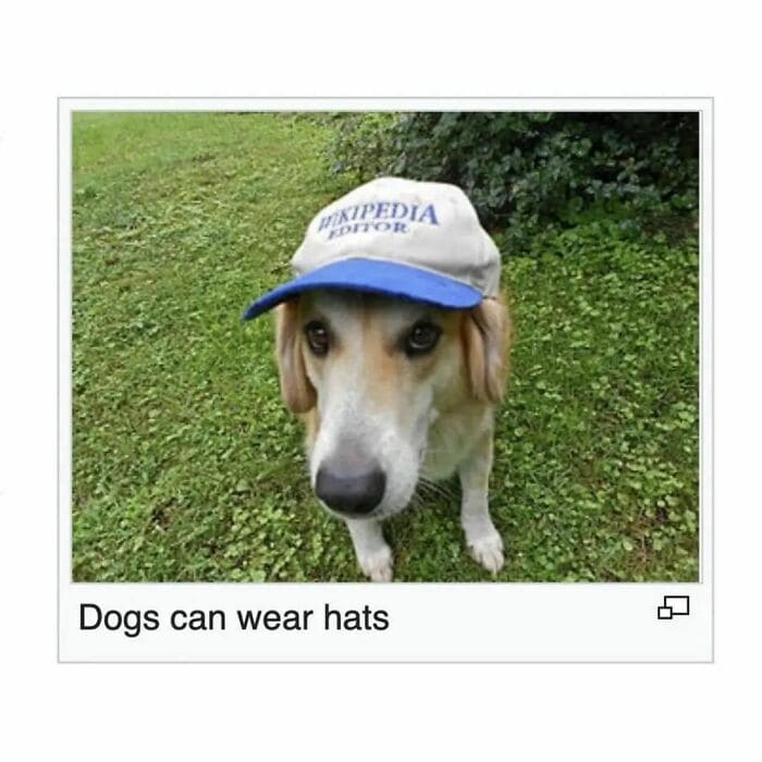 Weird Hats dog with baseball hat