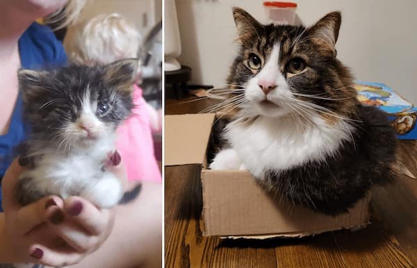 adopted animals before and after, forever homes