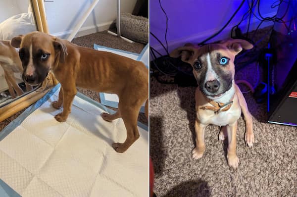 adopted animals before and after, forever homes