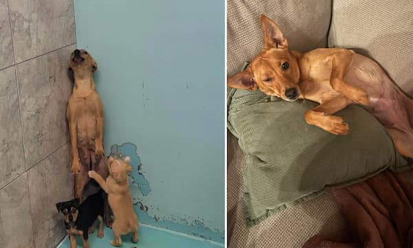 adopted animals before and after, forever homes