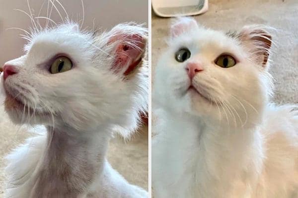 adopted animals before and after, forever homes