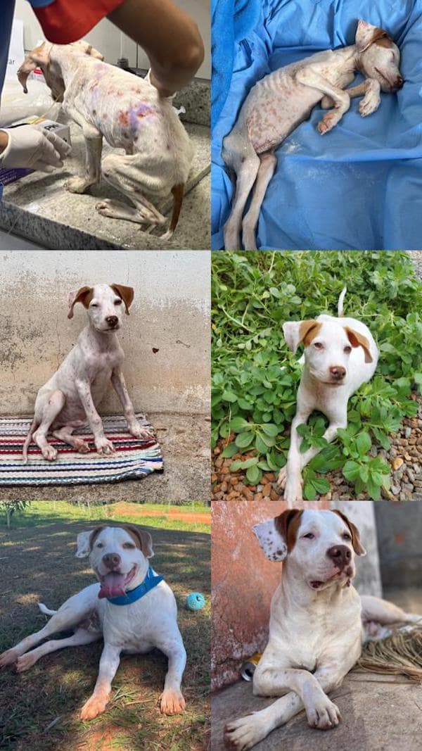 adopted animals before and after, forever homes