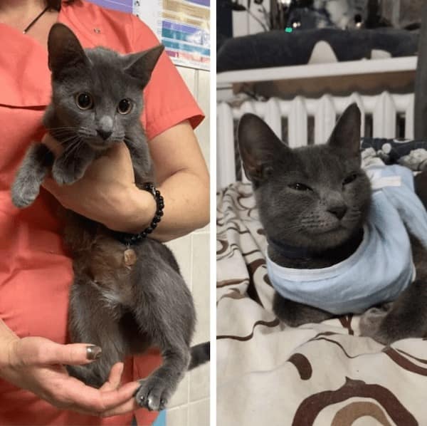 adopted animals before and after, forever homes