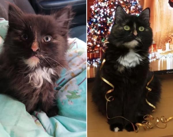 adopted animals before and after, forever homes