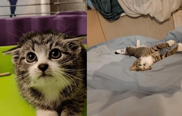 adopted animals before and after, forever homes