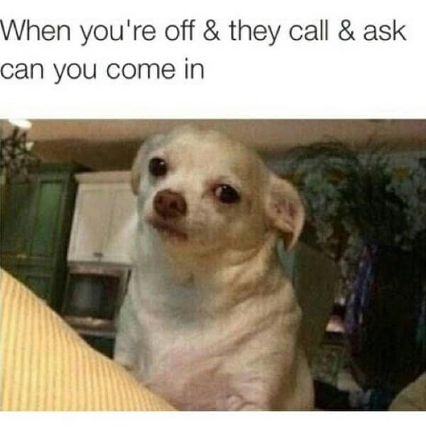 animal memes, pet humor