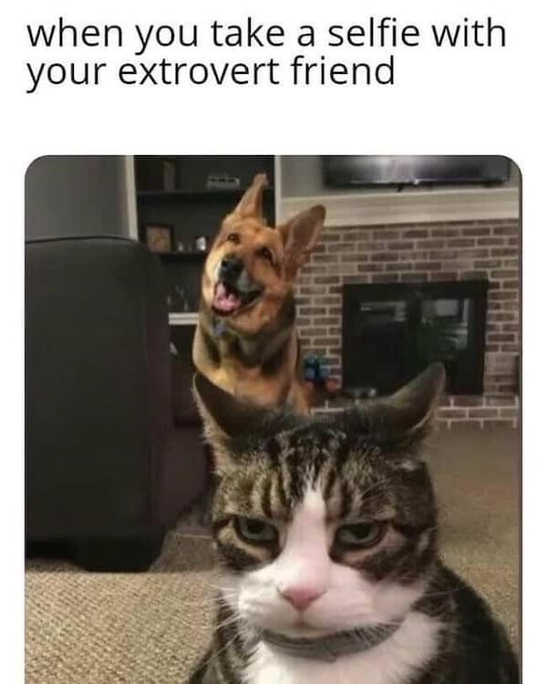 animal memes, pet humor