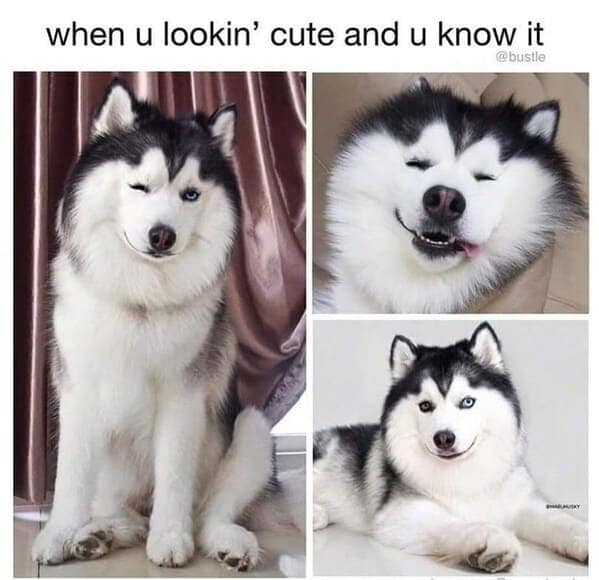 animal memes, wildlife humor