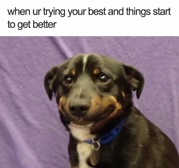 animal memes, pet humor